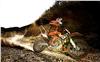 Foto 9 de la moto KTM 690